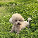 퍼피퍼피 | 인도네시아 발리 자유여행 우붓 퍼피요가 후기