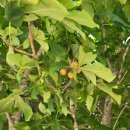 부연공원 이미지