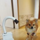 13번째고양이 | [두즈 리뷰 모음 Zip.]두즈 시즌2 핸즈프리 드라이기 후기 모음_13