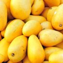 파란망고 이미지