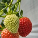 다인농장2 이미지