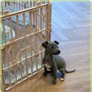 멍벤져스 이미지