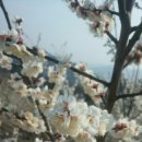 지리산명성농원 이미지