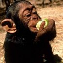 금강산도식후경 이미지