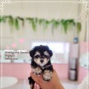 은아 펫 타운 이미지