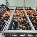 명진계란 이미지