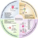 Re: 인체 공생균(장내 유익균)의 면역항암제와 함께 암세포 죽이기 전략 2025 네이처!! 이미지