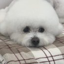 우리 애견 미용실 이미지