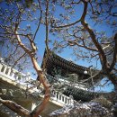 도전님 훈시 : 우리의 진리를 바르게 알고 모든 일을 순리에 맞게 해나가라 이미지