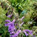 단삼 이미지