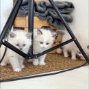 캣스토리 이미지