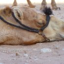 해보는집 이미지