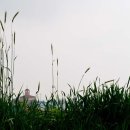 평안목장 Daum카페