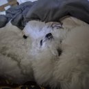 카페보스 하양점 | 14.벚꽃구경은 소중한 사람과 함께하는게 행복인 열네번째 주간 기록이야기