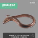 쿠치아