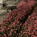 장일샐프타운