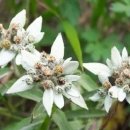 에델바이스 이미지