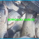 붕어의 신 이미지