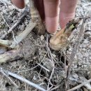 명이나물 모종판매합니다 이미지