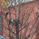 약동안양 이미지