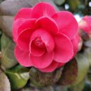 고구려민속촌 이미지