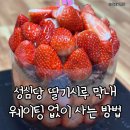 막내 | 대전 성심당 딸기시루 막내 후기 임산부 프리패스로 웨이팅 없이 입장