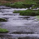 산새소리 Daum카페