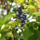 댕댕이네 이미지