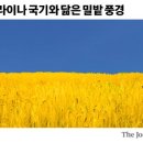 밀밭에서 이미지