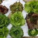 텃밭민박 이미지