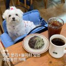 스타애견 | 평택 실내 애견동반 카페, 강아지 놀이터도 있음