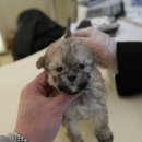 대구강아지분양 퍼피얌 이미지