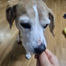 그린벨 | 강아지 사료 추천, 알러지 걱정 줄인 그린벨 치킨&연어 후기
