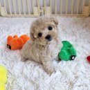 딜라잇독 이미지