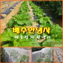 (텃밭/231008) 배추밭 한냉사 설치하기 이미지