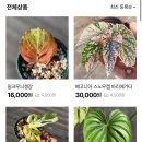 오매풀망