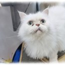 컴투펫 위탁보호센터 서울점 네이버블로그