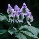 장원약품 이미지