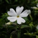 [흰꽃잔디]꽃잔디 내용과 키우기(지면패랭이꽃:(Moss Phlox)쌍떡잎식물 통화식물목 꽃고비과) 이미지