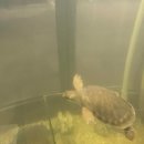 글라스바바 파주운정역점 | [문래동/와인바] 거북이 이색와인바 비바리움 내돈내산 후기