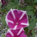 별과풍차 이미지