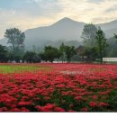 꽃무릇 상사화 축제 공지 합니다9월 27일 고창 선운사 이미지