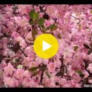 철쭉꽃 봄 축제 서천 효도 관광 이미지