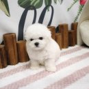 강아지꿈 | 드디어 만났어요! 꿈에 그리던 댕댕이, 가양강아지분양 후기 😍