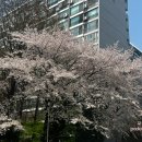 Flower Gar 이미지