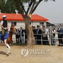 효자승마클럽 이미지