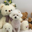 댕그루밍 이미지