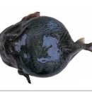 멍텅구리 이미지