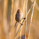 영머리방 이미지