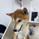 깔끔하개 이미지